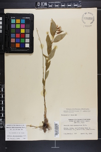 Amsonia tabernaemontana image