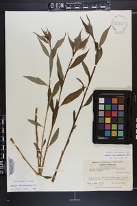 Amsonia tabernaemontana image