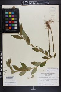 Amsonia tabernaemontana image