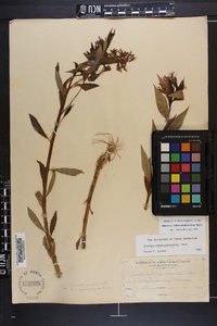 Amsonia tabernaemontana image