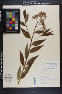 Amsonia tabernaemontana image