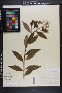 Amsonia tabernaemontana image