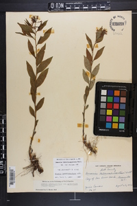 Amsonia tabernaemontana image