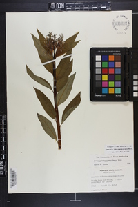 Amsonia tabernaemontana image