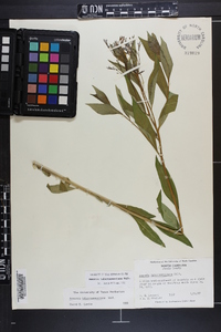 Amsonia tabernaemontana image