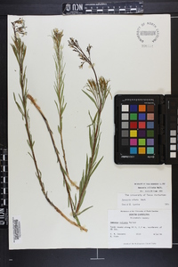 Amsonia ciliata image