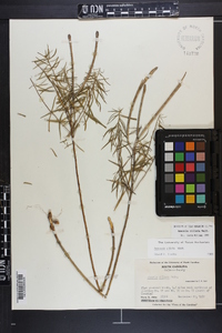 Amsonia ciliata image