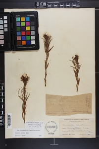 Amsonia ciliata image