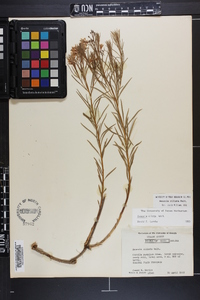 Amsonia ciliata image