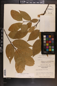 Calycanthus floridus image