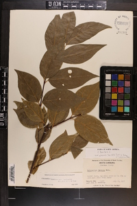 Calycanthus floridus image