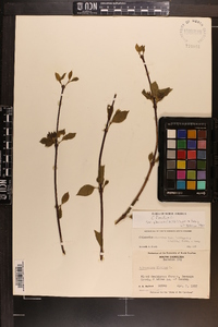 Calycanthus floridus var. glaucus image