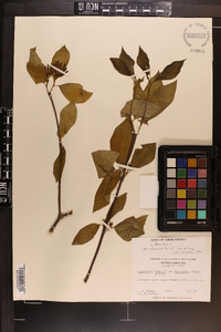 Calycanthus floridus var. glaucus image