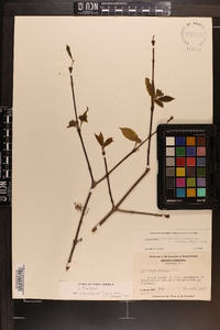 Calycanthus floridus var. glaucus image