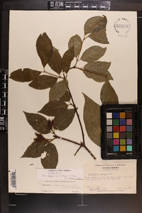 Calycanthus floridus var. glaucus image