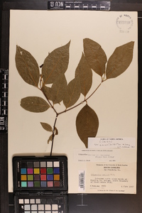 Calycanthus floridus var. glaucus image