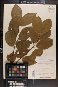 Calycanthus floridus var. glaucus image