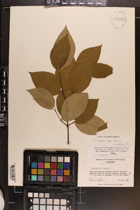 Calycanthus floridus var. floridus image