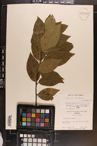 Calycanthus floridus var. floridus image