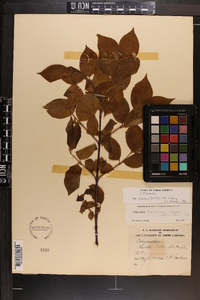 Calycanthus floridus var. glaucus image