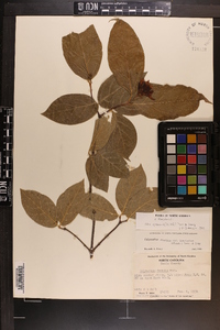 Calycanthus floridus image