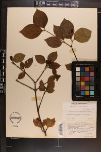 Calycanthus floridus image