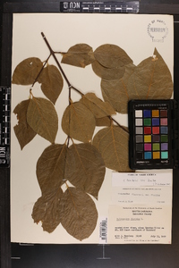 Calycanthus floridus var. floridus image