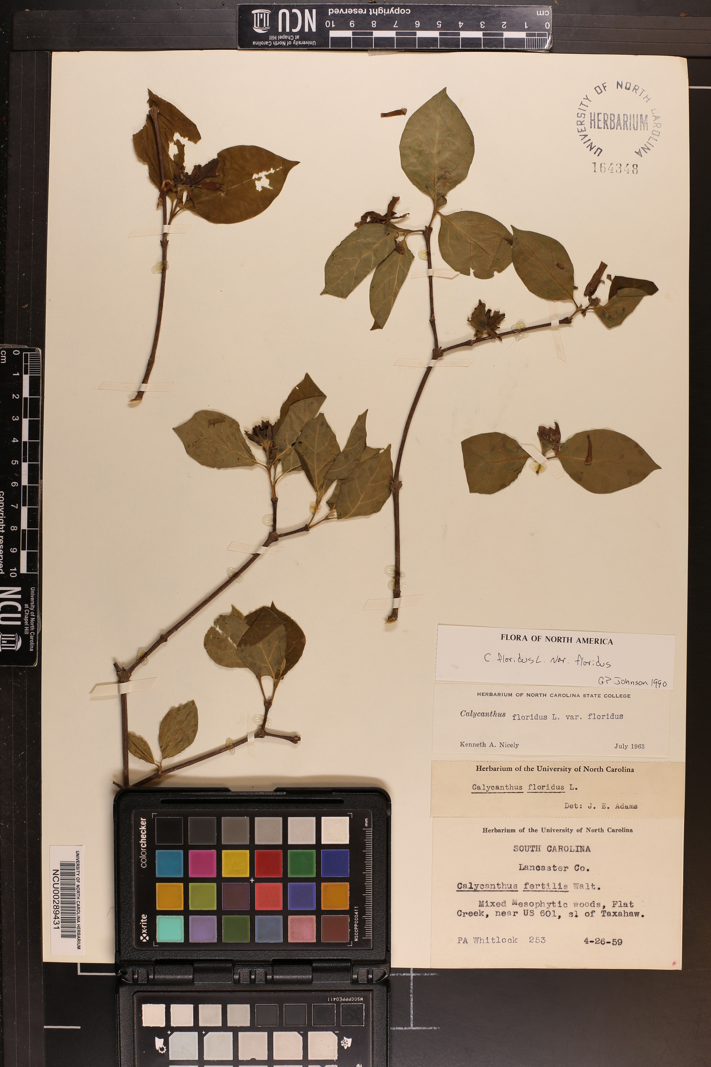 Calycanthus floridus var. floridus image