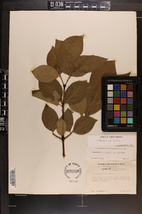 Calycanthus floridus var. floridus image