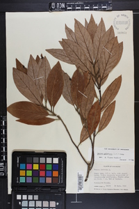 Persea palustris image