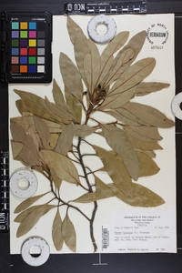 Persea borbonia image