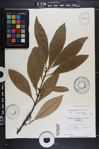 Persea palustris image