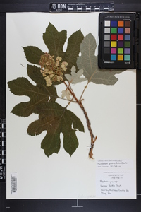 Hydrangea quercifolia image