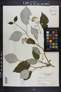 Hydrangea arborescens subsp. radiata image