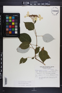 Hydrangea arborescens subsp. radiata image