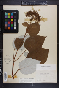 Hydrangea radiata image