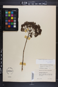 Hydrangea radiata image