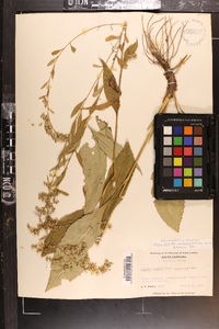 Solidago vaseyi image