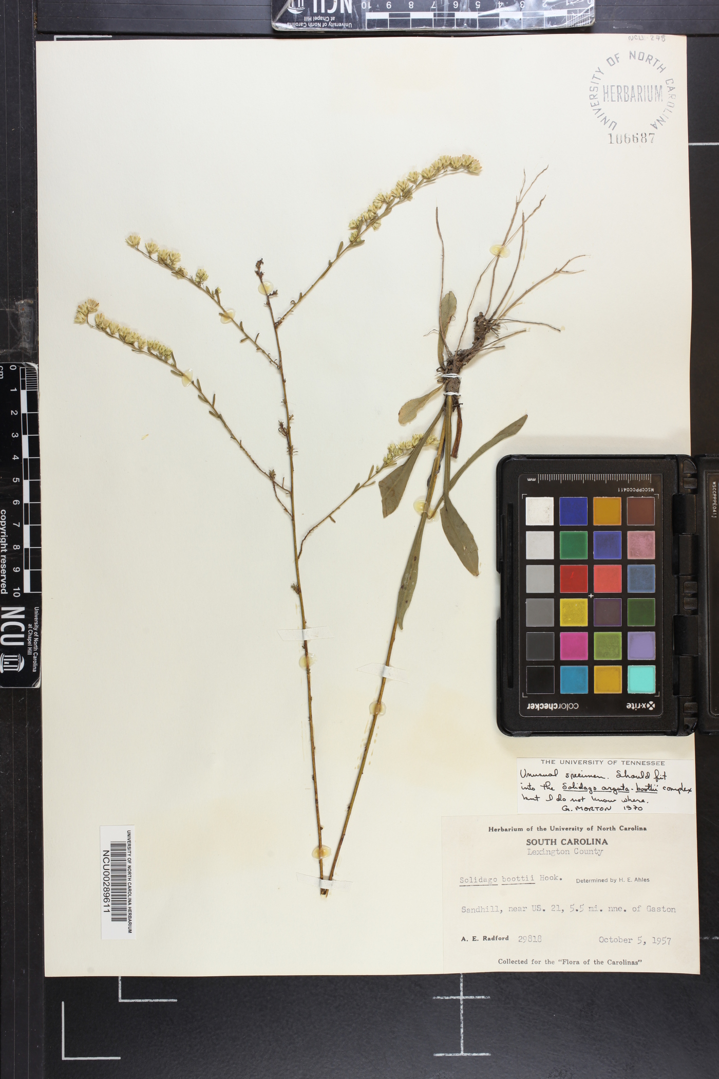 Solidago vaseyi image