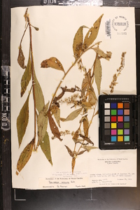 Solidago arguta var. boottii image