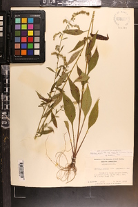 Solidago arguta var. boottii image