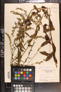 Solidago arguta var. boottii image