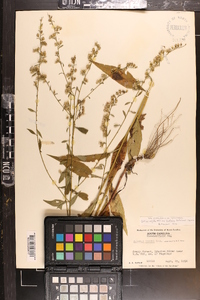 Solidago arguta var. boottii image