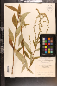 Solidago arguta var. boottii image