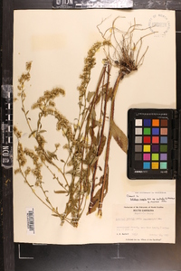 Solidago arguta var. boottii image