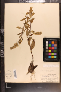 Solidago vaseyi image