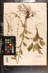 Solidago arguta var. boottii image