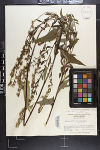 Solidago arguta var. boottii image