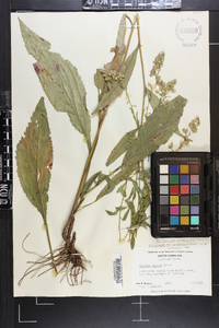 Solidago vaseyi image