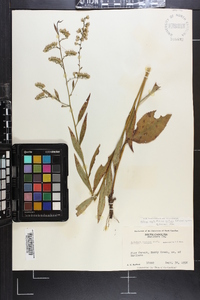 Solidago arguta var. boottii image